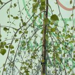 Breza previsnutá (Betula Alba pendula) ´MAGICAL GLOBE ´ - výška 120-130 cm, kont. C5L - NA KMIENKU